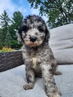 Grace, a female Sheepadoodle for sale in Broadview Heights, OH – 5 of 5
