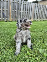 Artemis, a male Sheepadoodle for sale in Broadview Heights, OH – 2 of 5