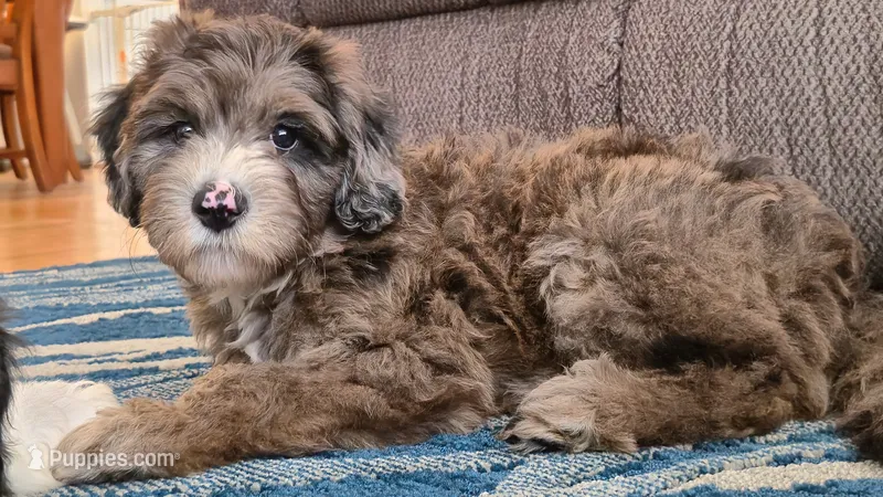 Rocky – Sheepadoodle puppy for sale in Broadview Heights, OH