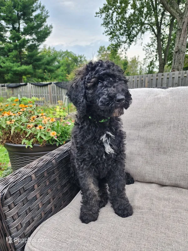 Apollo – Sheepadoodle puppy for sale in Broadview Heights, OH