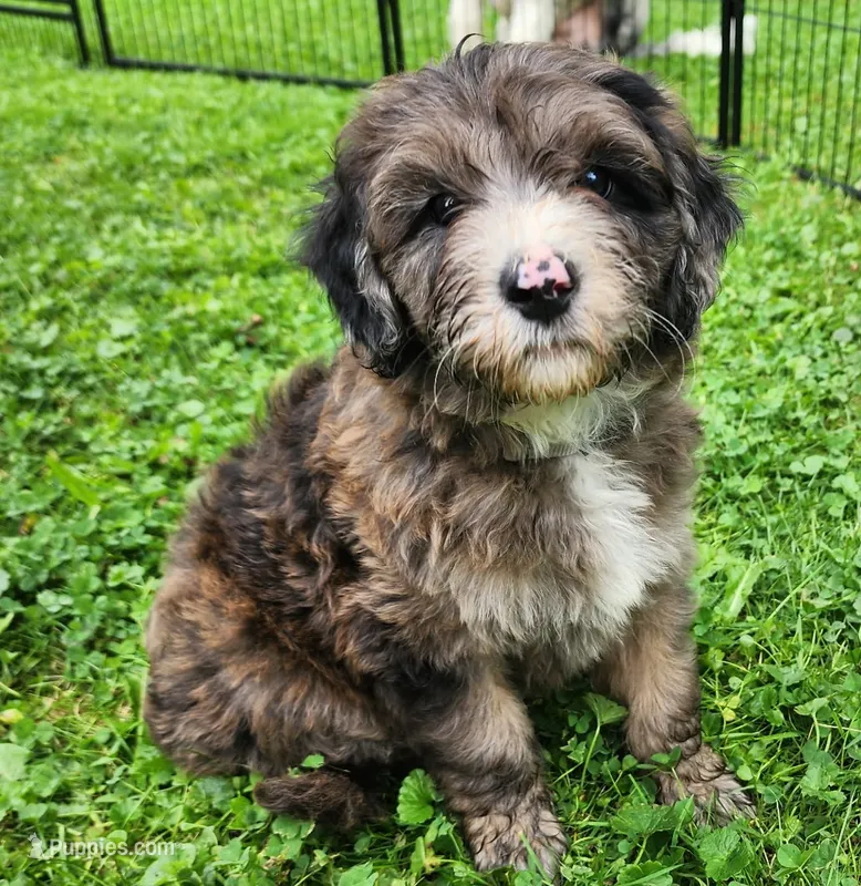Rocky – Sheepadoodle puppy for sale in Broadview Heights, OH