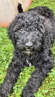Apollo, a male Sheepadoodle for sale in Broadview Heights, OH – 10 of 10