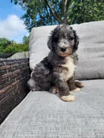 Comet, a male Sheepadoodle for sale in Broadview Heights, OH – 4 of 4