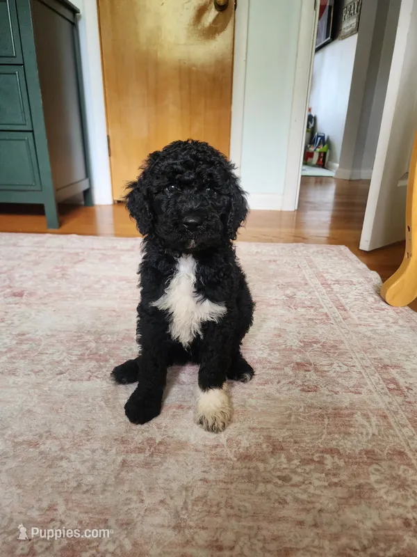 Stella – Sheepadoodle puppy for sale in Broadview Heights, OH