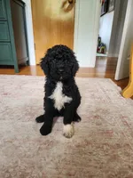 Stella, a female Sheepadoodle for sale in Broadview Heights, OH – 4 of 10