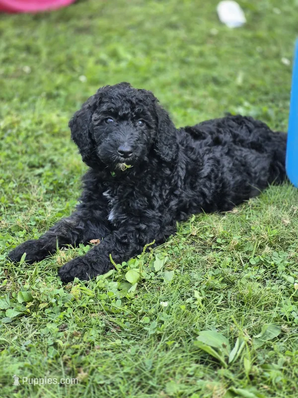 Apollo – Sheepadoodle puppy for sale in Broadview Heights, OH