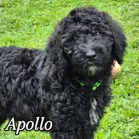 Apollo, a male Sheepadoodle for sale in Broadview Heights, OH – 4 of 10