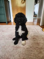 Stella, a female Sheepadoodle for sale in Broadview Heights, OH – 8 of 10
