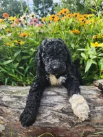 Stella, a female Sheepadoodle for sale in Broadview Heights, OH – 1 of 2