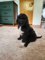 Stella, a female Sheepadoodle for sale in Broadview Heights, OH – 9 of 10
