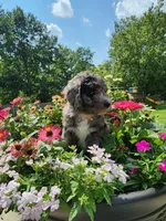 Comet, a male Sheepadoodle for sale in Broadview Heights, OH – 2 of 4