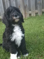 Rover, a male Sheepadoodle for sale in Broadview Heights, OH – 7 of 7