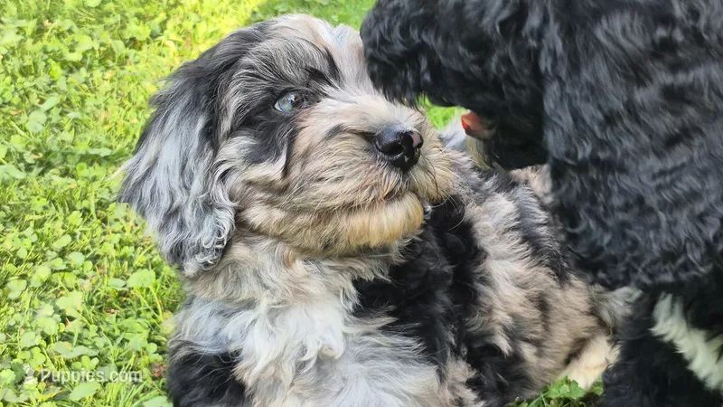Cosmo – Sheepadoodle puppy for sale in Broadview Heights, OH