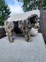 Grace, a female Sheepadoodle for sale in Broadview Heights, OH – 4 of 5