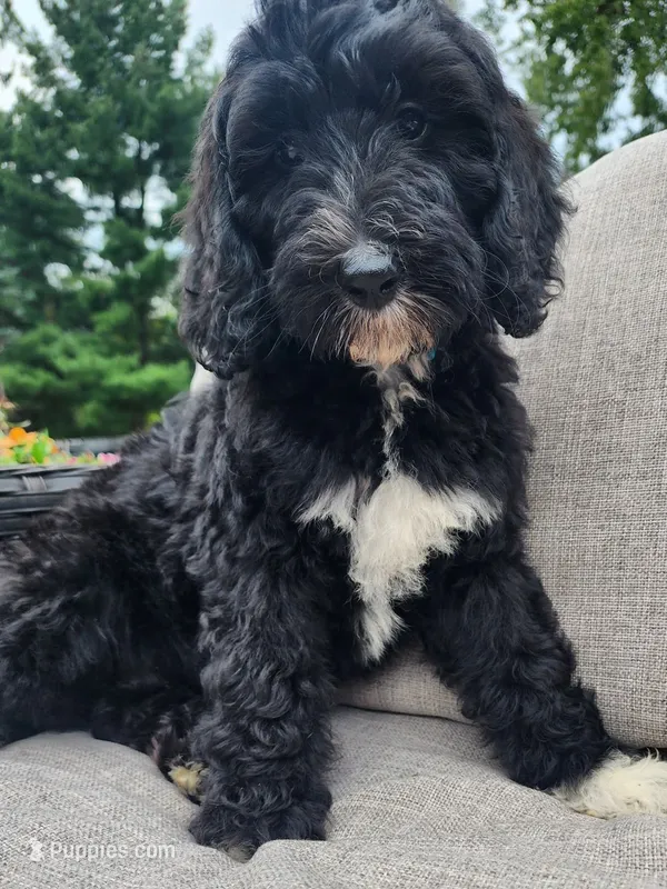 Ripley – Sheepadoodle puppy for sale in Broadview Heights, OH