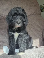Ripley , a female Sheepadoodle for sale in Broadview Heights, OH – 2 of 4