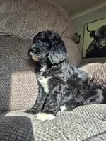 Ripley , a female Sheepadoodle for sale in Broadview Heights, OH – 3 of 4