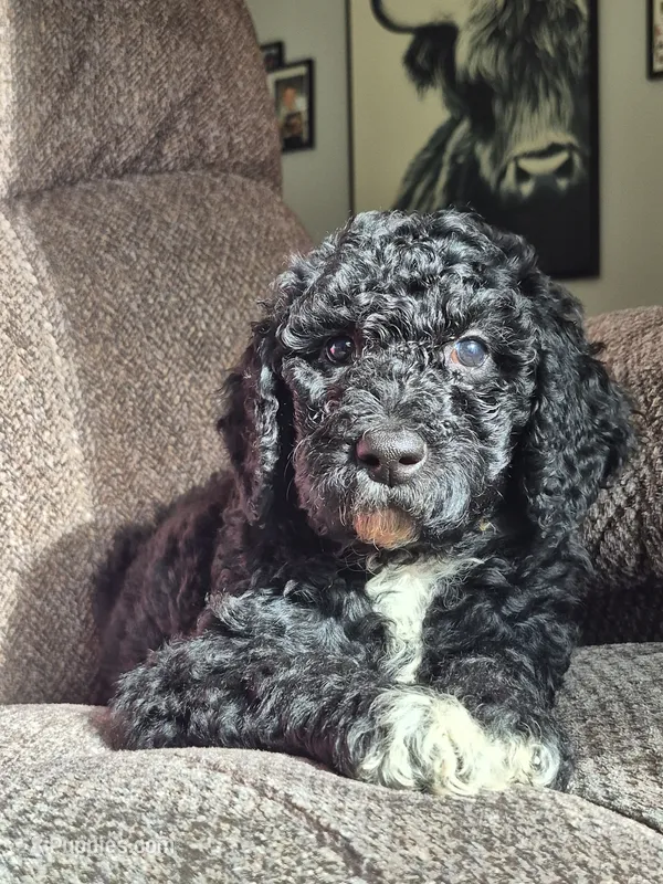 Cooper – Sheepadoodle puppy for sale in Broadview Heights, OH