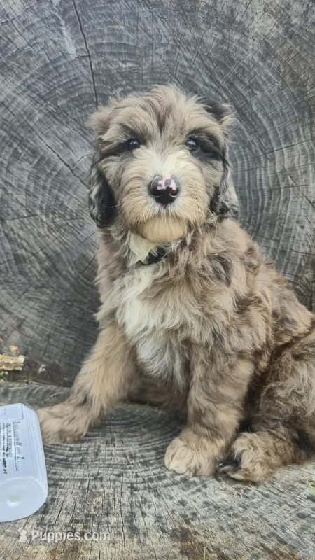 Rocky – Sheepadoodle puppy for sale in Broadview Heights, OH