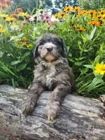 Rocky, a male Sheepadoodle for sale in Broadview Heights, OH – 2 of 3