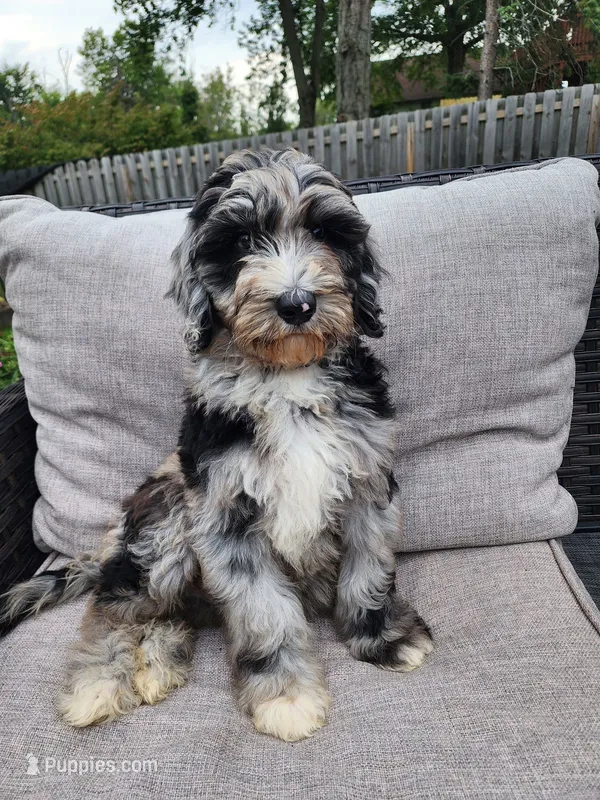 Cosmo – Sheepadoodle puppy for sale in Broadview Heights, OH