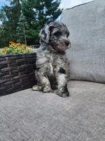 Artemis, a male Sheepadoodle for sale in Broadview Heights, OH – 5 of 5