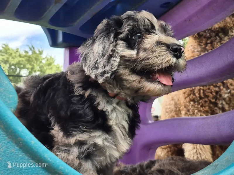 Cosmo – Sheepadoodle puppy for sale in Broadview Heights, OH