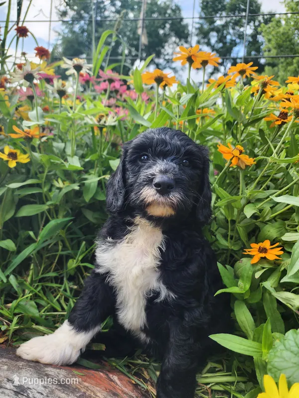 Rover – Sheepadoodle puppy for sale in Broadview Heights, OH