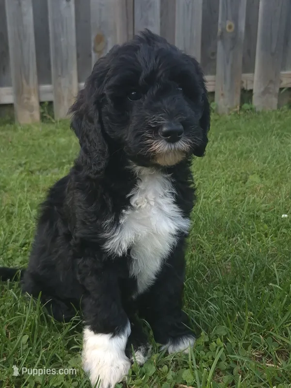 Rover – Sheepadoodle puppy for sale in Broadview Heights, OH