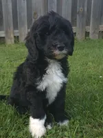 Rover, a male Sheepadoodle for sale in Broadview Heights, OH – 2 of 7