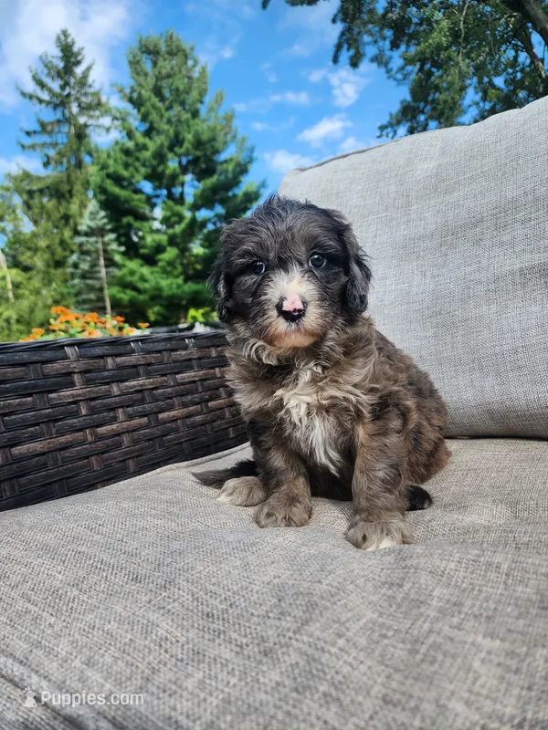 Rocky – Sheepadoodle puppy for sale in Broadview Heights, OH