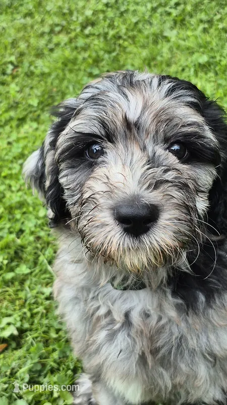 Artemis – Sheepadoodle puppy for sale in Broadview Heights, OH