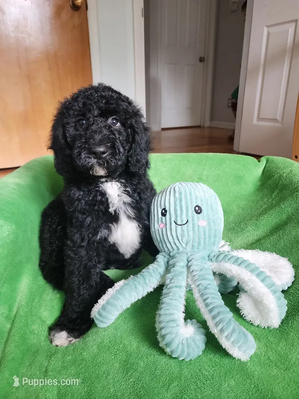 Cooper – Sheepadoodle puppy for sale in Broadview Heights, OH