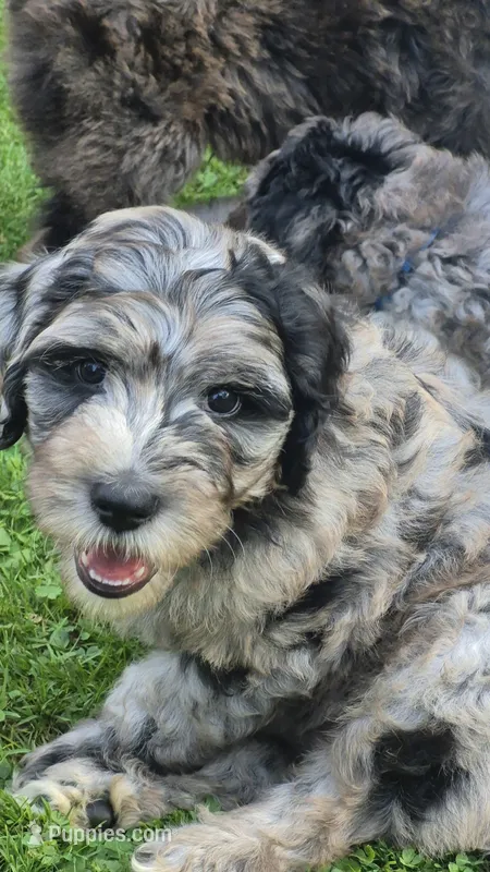 Artemis – Sheepadoodle puppy for sale in Broadview Heights, OH