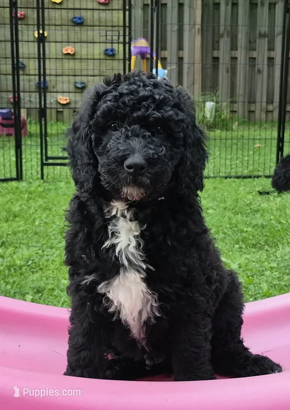 Cooper – Sheepadoodle puppy for sale in Broadview Heights, OH