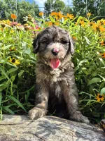 Rocky, a male Sheepadoodle for sale in Broadview Heights, OH – 3 of 3