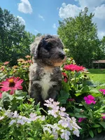 Comet, a male Sheepadoodle for sale in Broadview Heights, OH – 1 of 4