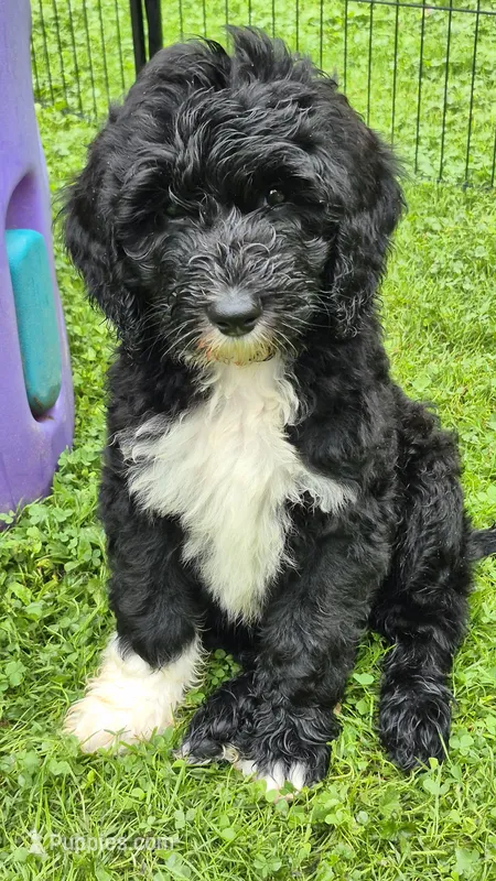 Rover – Sheepadoodle puppy for sale in Broadview Heights, OH