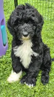Rover, a male Sheepadoodle for sale in Broadview Heights, OH – 1 of 7