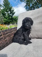 Apollo, a male Sheepadoodle for sale in Broadview Heights, OH – 3 of 3