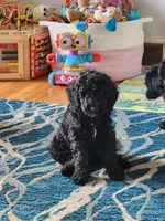 Apollo, a male Sheepadoodle for sale in Broadview Heights, OH – 8 of 10