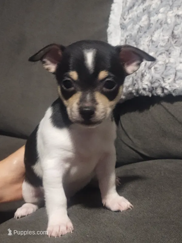 Bruno – Chihuahua puppy for sale in Fredericktown, OH