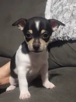 Bruno, a male Chihuahua for sale in Fredericktown, OH – 1 of 1