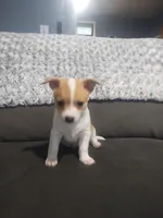 Ryder, a male Chihuahua for sale in Fredericktown, OH – Photo 3 of 3