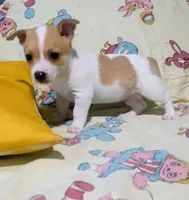 Ryder, a male Chihuahua for sale in Fredericktown, OH – Photo 2 of 3