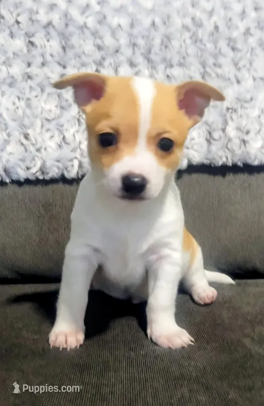 Ryder – Chihuahua puppy for sale in Fredericktown, OH