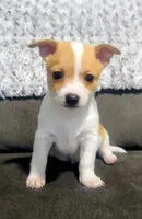 Ryder, a male Chihuahua for sale in Fredericktown, OH – Photo 1 of 3