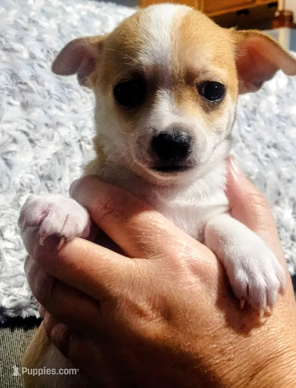 Cookie  – Chihuahua puppy for sale in Fredericktown, OH