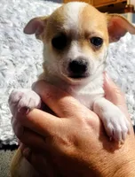 Cookie , a female Chihuahua for sale in Fredericktown, OH – Photo 1 of 4