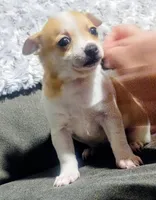 Cookie , a female Chihuahua for sale in Fredericktown, OH – Photo 3 of 4